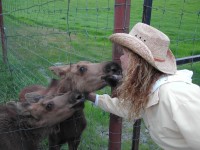 DSCN2320 Maia Getting a Little Love from Baby Moose