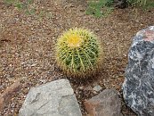 IMG_0257 * A pineapple cactus * 3072 x 2304 * (1.55MB)